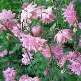 【宿根草】　アクイレギア　ローズバロー　（オダマキ）　2株セット　【イングリッシュガーデン】