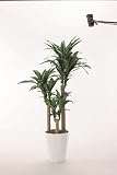 【人工観葉植物】【幸福の木】【1.6ｍ】【光触媒加工】【送料無料】【フェイクグリーン】【幸福の木1.6】【代引き不可】400a300