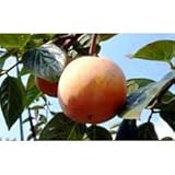 鉢植え果樹　柿（カキ）：太月（たいげつ）8号鉢植え[渋柿]