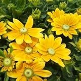 【耐寒性】【多年草】 ルドベキア　プレイリーサン　2株セット　【花壇】