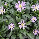 【多年草】【耐寒性】　ミヤコワスレ　（都忘れ）　3号　2株セット　【花壇】【庭植え】