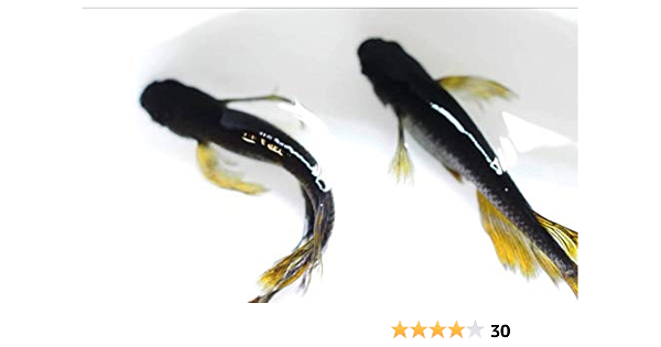 Amazon 松井ヒレ長オロチ 黄ヒレ血統 めだかの卵 有精卵 30個 有名ブリーダー血統 ノーブランド品 観賞魚 水中生物 通販