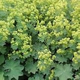 【耐寒性】【宿根草】　アルケミラ　モリス 2株セット　【イングリッシュガーデン】