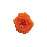 florever　フロールエバー　フレッシュルックメディアナローズ　タンジェリンオレンジ　8輪　Φ4～5cm　 プリザーブドフラワー　Mediana Rose　Tangerine Orange