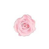 florever　フロールエバー　フレッシュルックメディアナローズ　ミルキーピンク　8輪　Φ4～5cm　 プリザーブドフラワー　Mediana Rose　Milk Pink
