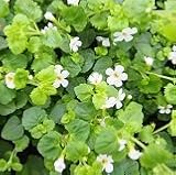 【多年草】　バコパ　スノーフレーク　2株セット　【イングリッシュガーデン】【ハンギング】