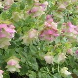 【耐寒性】【多年草】 オレガノ　ケントビューティー　2株セット　【ハーブ】