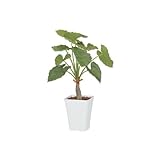 【人工植栽】　タカショー グリーンデコ鉢付 クワズイモ　1.2m　GD-162M