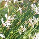 【耐寒性】【宿根草】 ガウラ　リンドハイメリー （白蝶草）　2株セット　【イングリッシュガーデン】