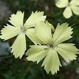 【宿根草】【耐寒性】　ダイアンサス　（ナデシコ）　ナッピー　2株セット　【花壇】