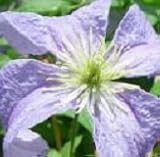 【耐寒性】【多年草】　クレマチス　エミリア・プラッター　【イングリッシュガーデン】