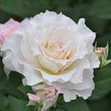 バラ苗 セラフィム 国産大苗河本オリジナル角鉢6号 ヘブンシリーズ 四季咲き中輪 複色系