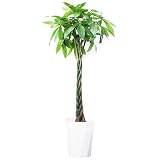 パキラ １０号 大鉢 観葉植物 インテリア 大型　オシャレ　大きい 尺鉢 大サイズ 本物 10号