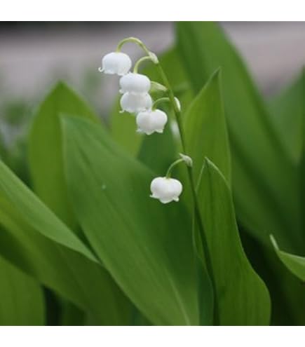 スズラン苗 ミミさん確認用 スズラン苗 ミミさん確認用 スズラン苗