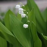 ドイツスズラン