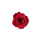 florever　フロールエバー　フレッシュルックスプレーローズ　ルビー　8輪　Φ3.5～4.5cm　 プリザーブドフラワー　Spray Rose　Ruby