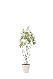 光触媒観葉植物 フィカスブランチツリ－1.3 フロアタイプ ハイサイズ