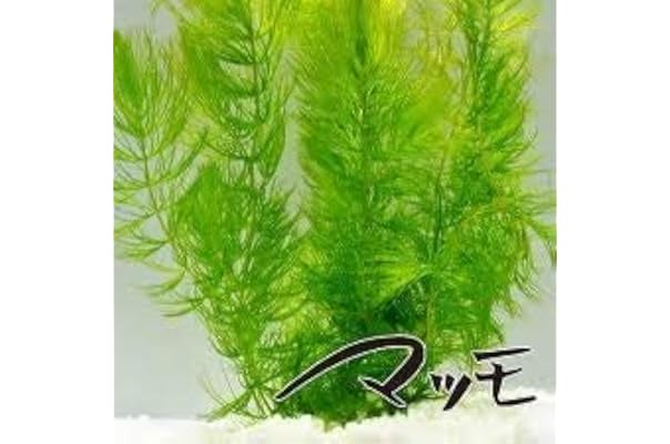 Amazon Co Jp 売れ筋ランキング 水槽内装 の中で最も人気のある商品です