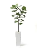 観葉植物 大型 フェイク 造花 ♪【グリーンパーク】FRP H50×ゴムリーフ＜タイプ：エコストーン/ブラックベース＞♪ インテリアグリーン アーティフィシャル