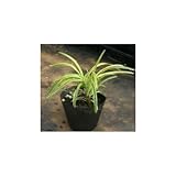 フイリヤブラン 5号ポット