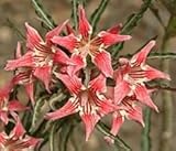 Adenium somalense var. crispum - Desert Rose crispum - 4 seeds