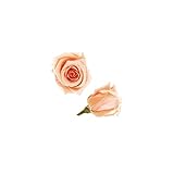 florever　フロールエバー　フレッシュルックベイビーローズ　ピーチ　12輪　Φ2.5～3.5cm　 プリザーブドフラワー　Baby Rose　Peach