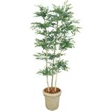 【人工植栽】　タカショー グリーンデコ鉢付 トネリコ 3本立　1.8m　GD-156
