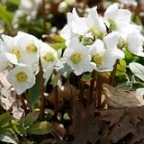 【宿根草】 クリスマスローズ　ニゲル　3.5号【イングリッシュガーデン】