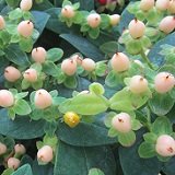 【半常緑低木】　ヒペリカム　ジュエリーシリーズ　パール　2株セット　【寄せ植え】