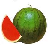 レッド種なしスイカの種野菜の種暁30種