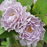 バラ苗 清流（せいりゅう） 国産大苗河本オリジナル角鉢6号 四季咲き中輪 紫系