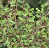 【常緑小低木】　ソフォラ　リトルベイビー　2株セット【インテリアプランツ】