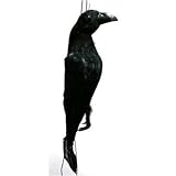 鳥追いカラスの黒ちゃん