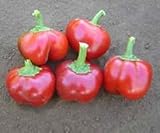 Chili Mexibell F1 Hybrid - Pepper Mexibell F1 Hybrid - 20 seeds