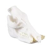 Fenteer 樹脂　水族館　生き生き　飾り　タンク　装飾　工芸品　環境美化　テラリウム　爬虫類　多種類選べ - 猪スカル