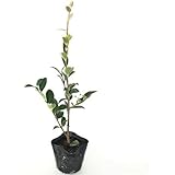 サザンカ 樹高0.3m前後 10.5cmポット 【 単 品 】 さざんか 山茶花 タチカン赤花 苗 植木 苗木 庭 生垣 目隠し