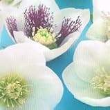 【耐寒性】【宿根草】　松村園芸さんの　クリスマスローズ　シングル　ホワイトミックス　【イングリッシュガーデン】