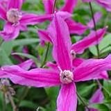 【耐寒性】【多年草】　クレマチス　火岳　【イングリッシュガーデン】