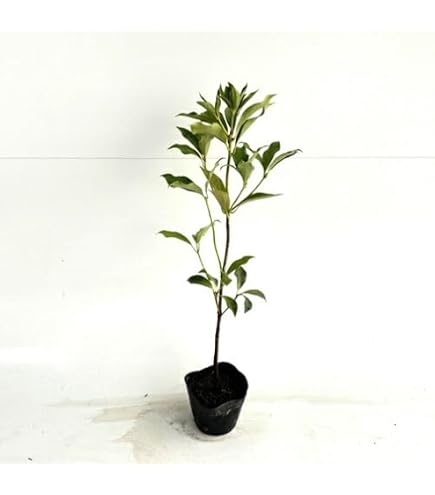 Amazon.co.jp: カカオの苗木 1鉢 ガーデニング 園芸用品 : DIY・工具