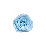 florever　フロールエバー　フレッシュルックスプレーローズ　パウダーブルー　8輪　Φ3.5～4.5cm　 プリザーブドフラワー　Spray Rose　Powder Blue