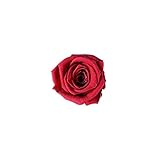 florever　フロールエバー　フレッシュルックベイビーローズ　ルビー　12輪　Φ2.5～3.5cm　 プリザーブドフラワー　Baby Rose　Ruby