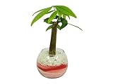 花市場直送便 パキラ(カラーサンド植え) バブルボール8cm ピンク/赤