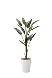 光触媒観葉植物 ストレチア1.6 フロアタイプ ハイサイズ
