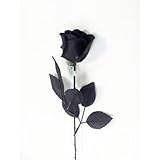 Bulk Buy : Darice DIY Crafts Princeローズステムブラック20インチ( 36-pack ) ds-1064 – 88