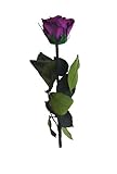 ショートステムローズ バイオレッド 165-51021-18