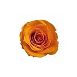 ~Coco Heart~ 　1輪で買える　プリザローズ・ルミエール マンダリンオレンジ　花直径約２ｃｍ　(ハンドメイド アレンジ　クリスマス　母の日　プリザブドフラワー・ローズ）