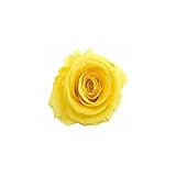 florever　フロールエバー　フレッシュルックメディアナローズ　イエロー　8輪　Φ4～5cm　 プリザーブドフラワー　Mediana Rose　Yellow