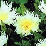 【耐寒性】【宿根草】　ストケシア　黄花系　2株セット