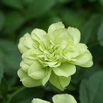 31s2Iq7AzBL._AC_UL210_SR210,