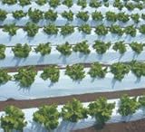 オリジナル白黒穴あきマルチ 厚さ0.021mm×幅95cm×長さ200m×孔60mm 規格9230 チドリ